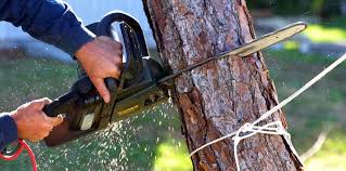 How Our Tree Care Process Works  in  Bushland, TX